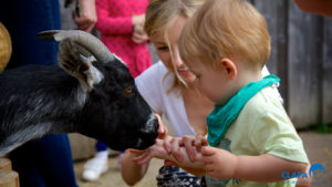 CLAPA 2014 Bocketts Farm with goat